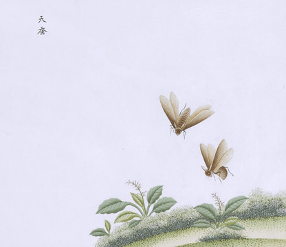 天蚕虫草国画小品