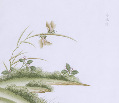 琉璃蝶虫草国画小品