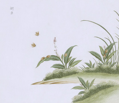 飞虫虫草国画小品