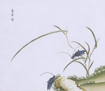 青天牛虫草国画小品