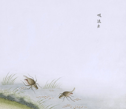 吸浪虫虫草国画小品