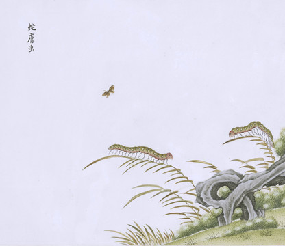 蛇毛虫虫草国画小品