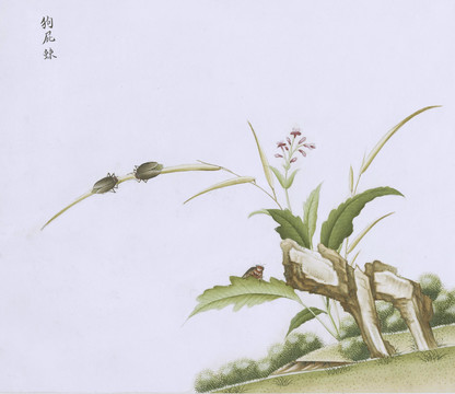 放屁虫虫草国画小品