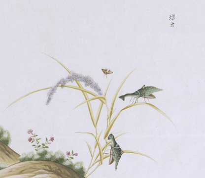 螳螂虫虫草国画小品