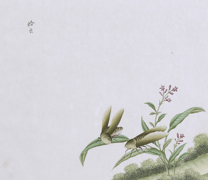 蛤虫虫草国画小品