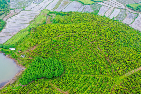 航拍信阳光山县司马光油茶园