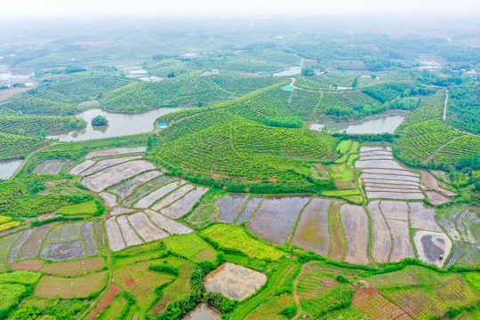 航拍信阳光山县司马光油茶园