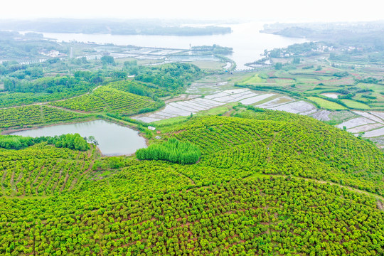 航拍信阳光山县司马光油茶园