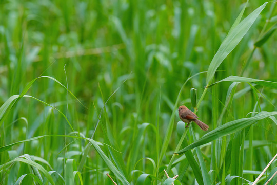 芦苇上的棕头鸦雀