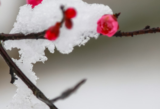 红梅傲雪