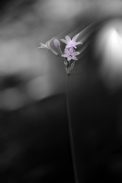 周浦花海