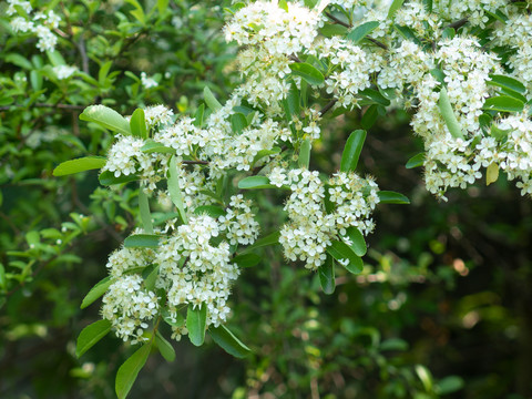 火棘的花期