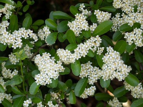 火棘的花期