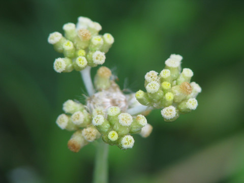 野生鼠曲草的花果期