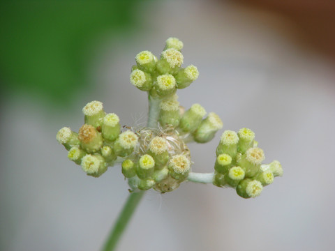 野生鼠曲草的花果期