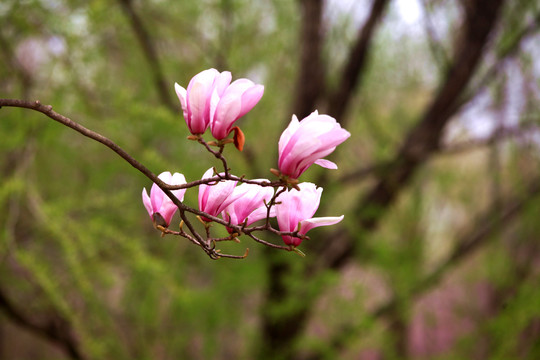 玉兰花