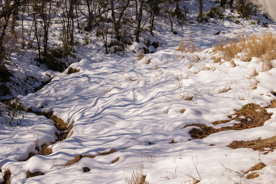 山上地面树影雪景