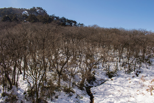 黄山松林雪景