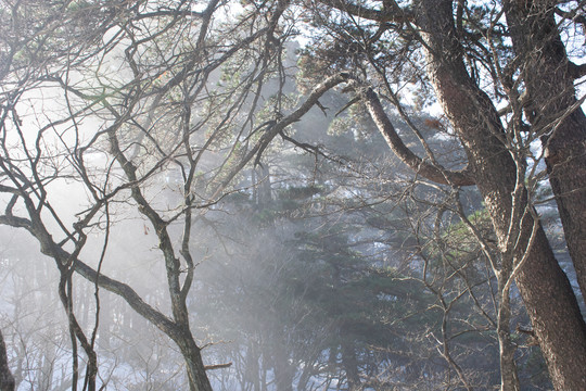 黄山松林雪景阳光晨雾