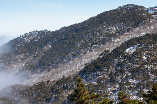 黄山松林雪景