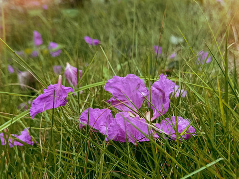 紫薇花瓣