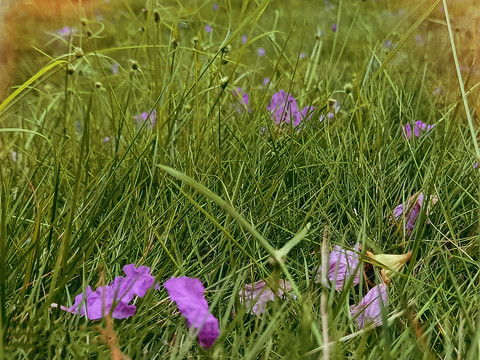 紫薇花瓣