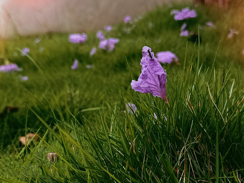 紫薇花瓣