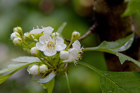 山楂花