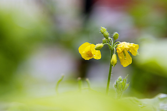 白屈菜花