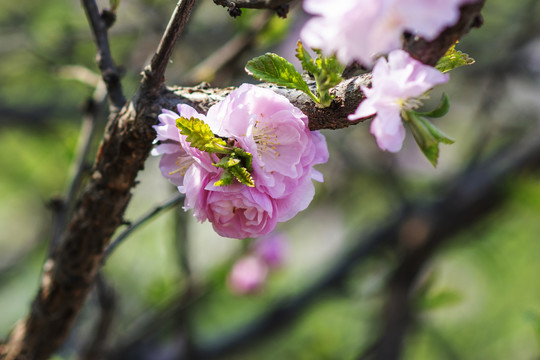 树杆旁一团盛开的小桃红花
