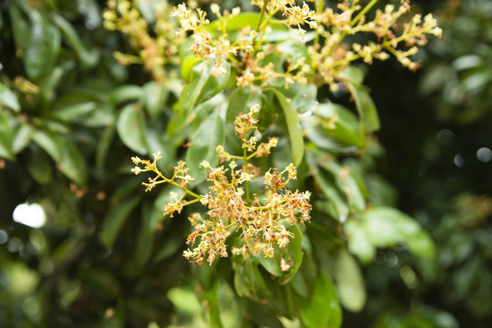 荔枝树开花