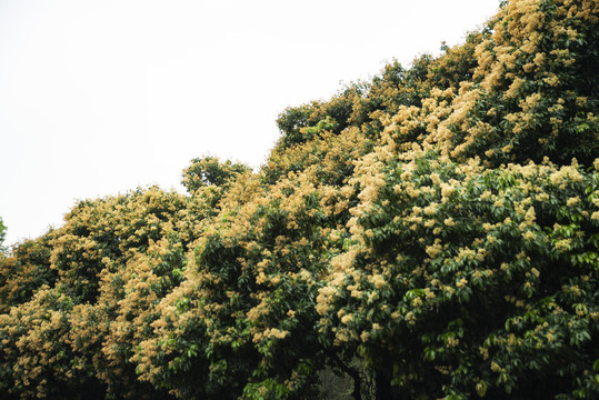 荔枝树开花