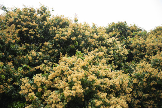 荔枝树开花