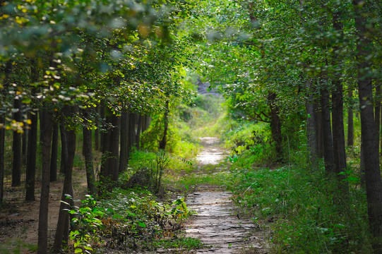 林间小路