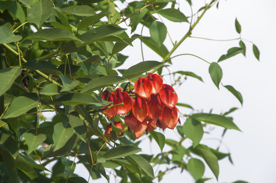 龙牙花绿叶红花