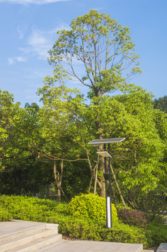 太阳能路灯和绿树