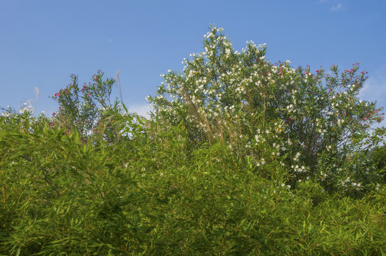 绿色草木夹竹桃