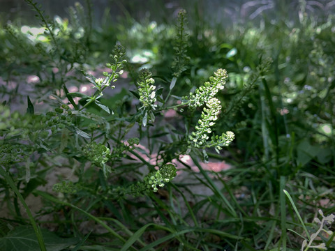 野草