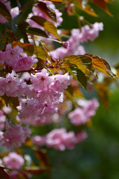 樱花