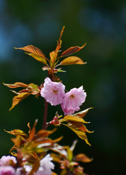 樱花