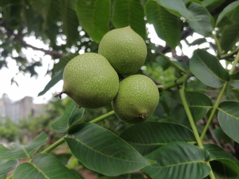 大凉山新鲜核桃