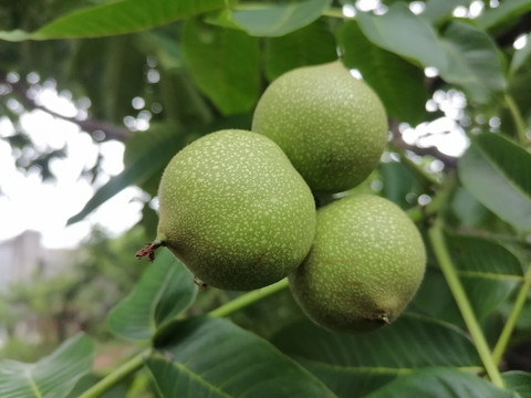 大凉山新鲜核桃