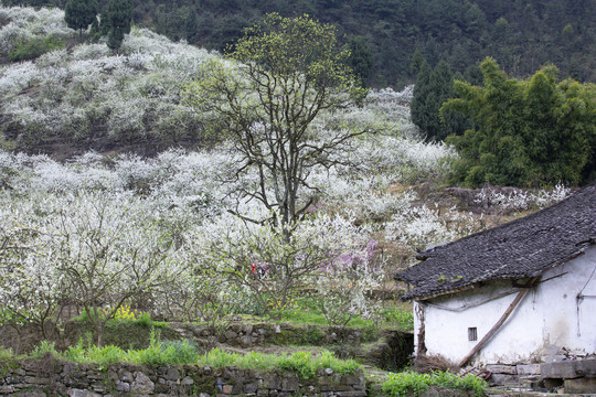 遍野李花