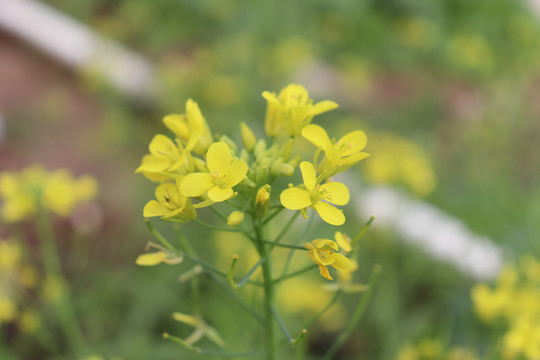 小小油菜花