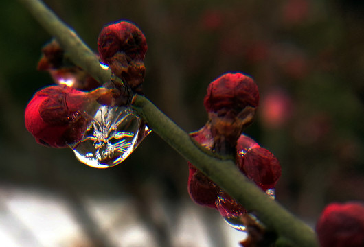 梅花结冰晶莹剔透