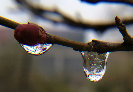 梅花结冰晶莹剔透