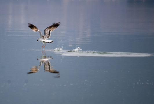 海鸥捕食泥鳅