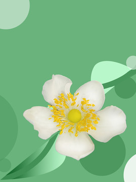 浅绿色小白花背景