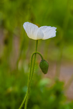 虞美人花