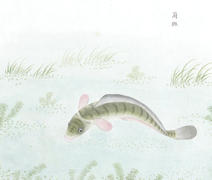 兰班鱼鱼国画海洋生物手绘